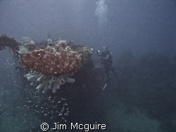The Loi wreck with blue sponges growing from the bow make... by Jim Mcguire 